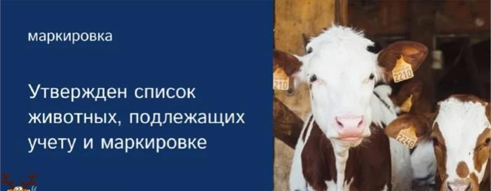 Памятка по маркированию сельскохозяйственных животных. Памятка по маркированию сельскохозяйственных животных.